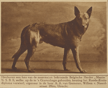 870879 Afbeelding van de Belgische herdershond 'Maxim' van de heer A.A. van Gameren (Willem van Noortstraat 29bis) te ...
